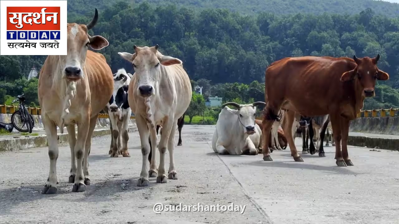 पशु आश्रय स्थल बनाने में खर्च होंगे 7,000 करोड़, NHAI ने सुप्रीम कोर्ट से जताई असमर्थता पशु आश्रय स्थल बनाने में खर्च होंगे 7,000 करोड़, NHAI ने सुप्रीम कोर्ट से जताई असमर्थता